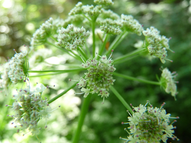 Fleurs blanches réunies en ombelle. Agrandir dans une nouvelle fenêtre (ou onglet)